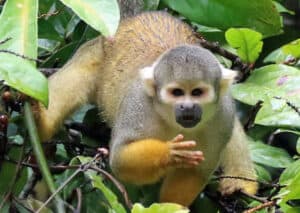 Squirrel Monkey