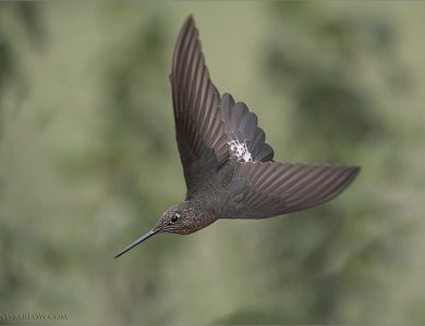 7 species of hummingbirds including the Giant Hummingbird
