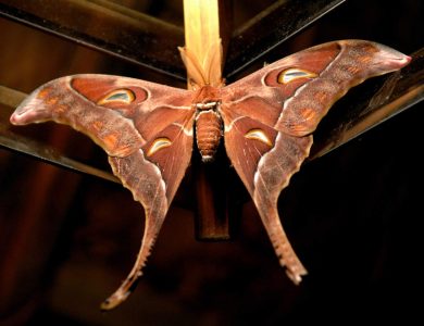 Ambua_Moth