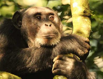 Dutchess_Chimpanzee2