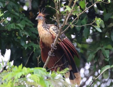 Hoatzin