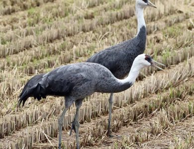 Hooded Cranes