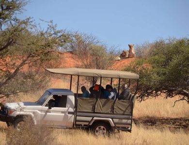 Kalahari Game Lodge - Safari