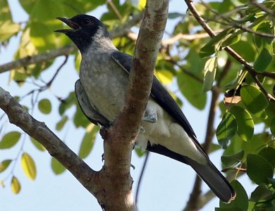 Black-faced Cotinga