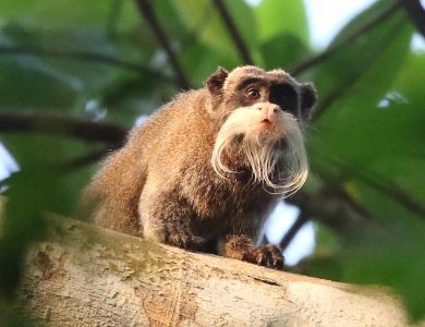 Emperor Tamarin