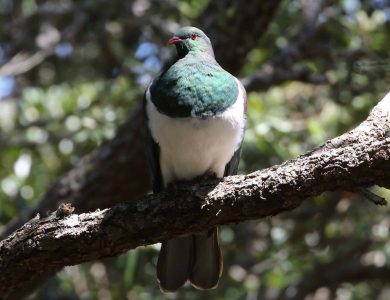 Tiritiri - NZ Pigeon