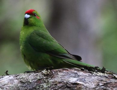 Tiritiri Red-fronted Parakeet