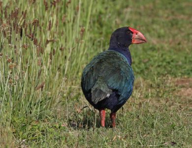 Tiritiri - Takahe