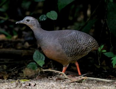Villa Carmen Black-capped Tinamou