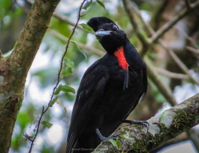Bare-necked Umbrellabird