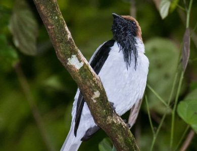 Bearded Bellbird: photo by Mike Boyce