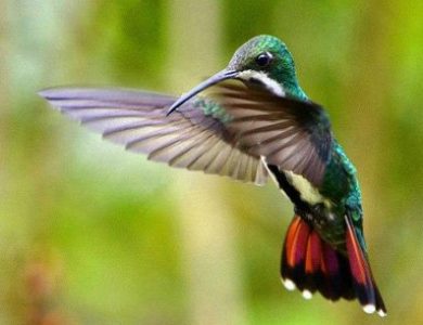 Black-throated Mango: photo by Janice Petko