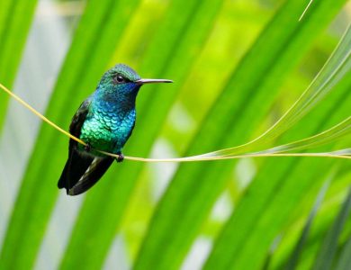 Blue-chinned Sapphire: photo by Sandy Sorkin