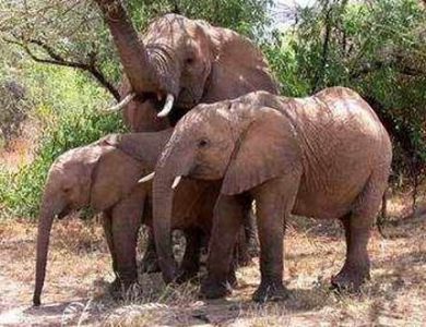 Entim Camp Elephants
