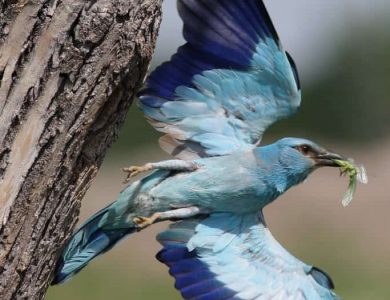 Eurasian Roller we have put out hundreds of nestboxes and most get occupied