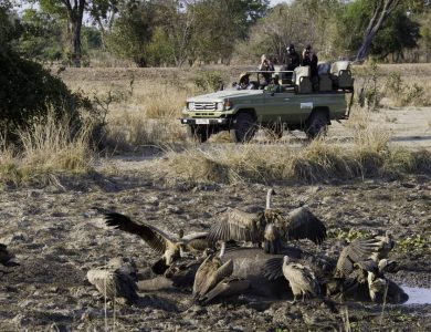Flatdog camp - Game drive