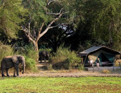 Flatdog camp - Standard safari tent