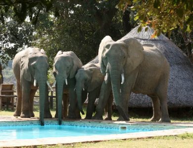 Flatdog camp - Swimming pool visitors