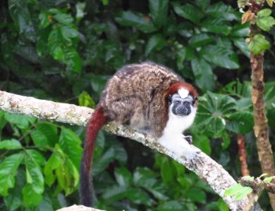 Canopy Tower - Geoffroy's Tamarin