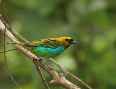 Itororo lodge - Gilt-edged Tanager