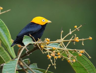 Golden-headed Manakin: photo by Peg Abbot