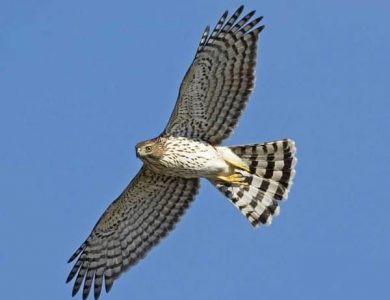 Casa de san Pedro-gray hawk