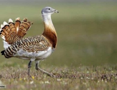 Great Bustard (Otis tarda)
