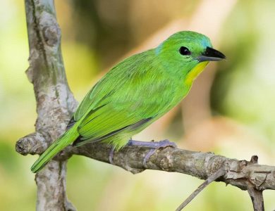 Canopy Tower - Green Shrike-vireo