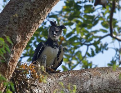 Canopy Camp harpy-eagle