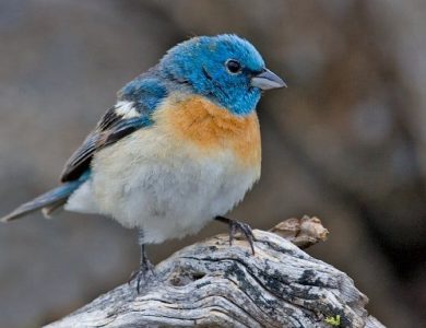 Casa de san Pedro-lazuli-bunting