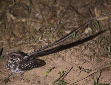 Itororo lodge - Long-trained Nightjar