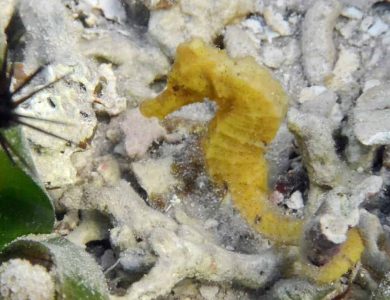 longsnout-seahore-at-tranquillo-bay-l