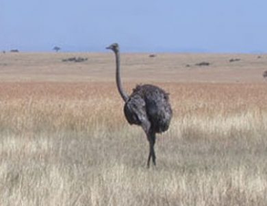 Entim Camp ostrich