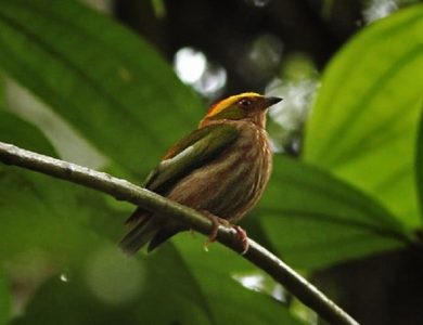 Over 500 species of Birds have been recorded in the area