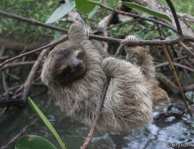 pygmy-three-toed-sloth-l