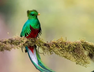 quetzal