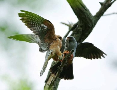 Red-footed Falcons from our Tower Hide