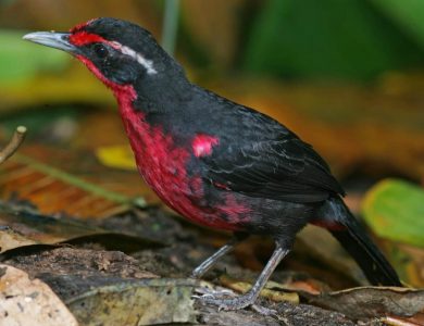 Canopy Tower - Rosy Thrush-tanager