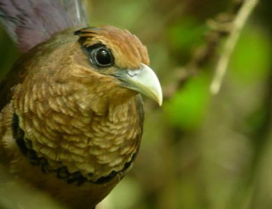 Canopy Tower- Rufous-vented Ground Cuckoo