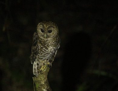 Itororo lodge - Rusty-barred Owl