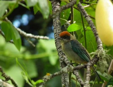 Scrub Tanager only happens in Interandean Valleys as ours