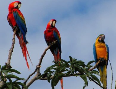 Some Macaws seen in the lodge grounds