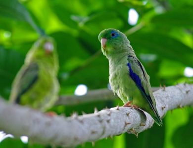 Canopy Camp spectacled-parrotlet