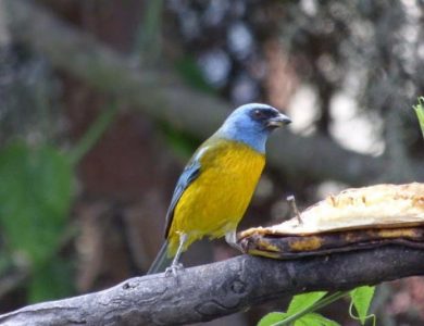 Tanagers, Scrub and Blue and Yellow
