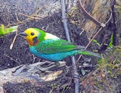 Multicolored Tanager, one of the star birds you can see close to the lodge