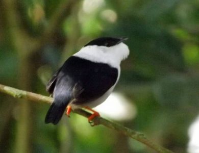 White-bearded Manakin: photo by Mukesh Ramdass