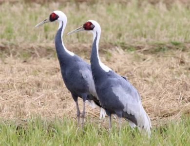 Arasaki Crane Centre white-naped-cranes
